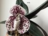 Paphiopedilum bellatulum (Пафиопедилюм  хорошенький)